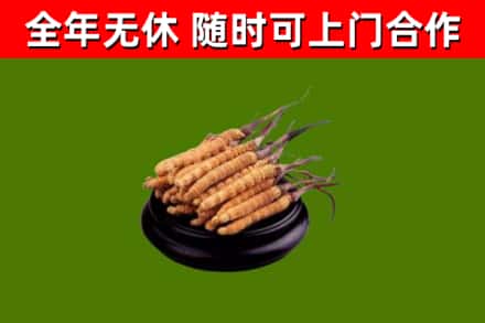 旌德县回收冬虫夏草