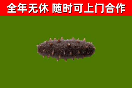 旌德县回收海参干